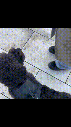 PawGuard Pro