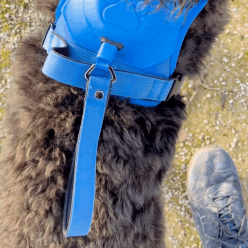 PawGuard Pro
