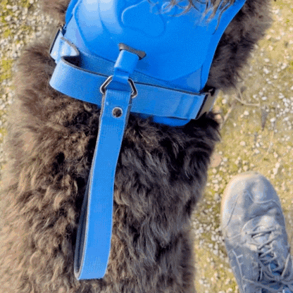 PawGuard Pro